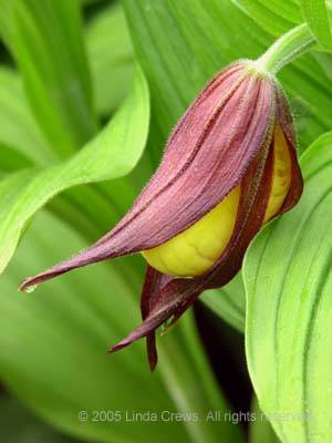 Large Yellow Lady's-Slipper - Cypripedium pubescens 